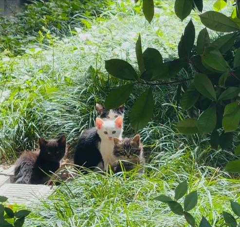 ALT

La imagen muestra a tres gatos en un entorno natural. En el centro, hay un gato blanco con manchas negras y orejas rosadas, que parece ser un adulto. A su izquierda, hay un gato negro, y a su derecha, un gato de pelaje gris con manchas marrones. Los gatos están sentados en un área cubierta de hierba alta y hojas verdes, con un fondo de vegetación densa. La luz del sol ilumina la escena, creando un ambiente tranquilo y natural. Los gatos parecen estar observando algo con atención, posiblemente la cámara.