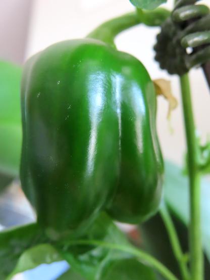 A green pepper developing on a healthy plant amidst green leaves.