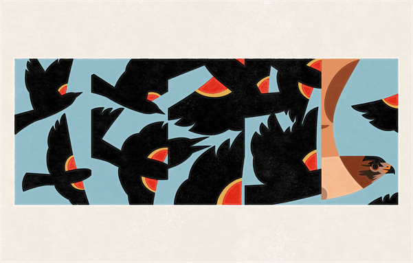 Flat illustration in 5 panels depicting Red-winged blackbirds mobbing a Red-tailed hawk in flight.