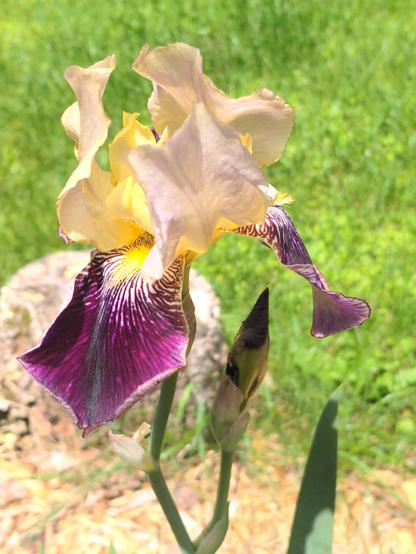 A bearded Iris blooms in the sun.
