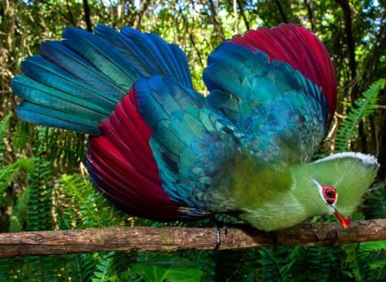 A green, blue & red bird perching on a branch.