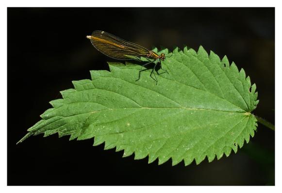 The picture shows a female "beautiful demoiselle" damselfly, a delicate insect with transparent, slightly amber-colored wings with fine veins. The body of the damselfly is slender, with a shiny, metallic green-brown sheen. It sits on a fresh, green nettle leaf, which has jagged edges and a slightly shiny surface. The background is dark, making the insect and the leaf bright and contrasting.