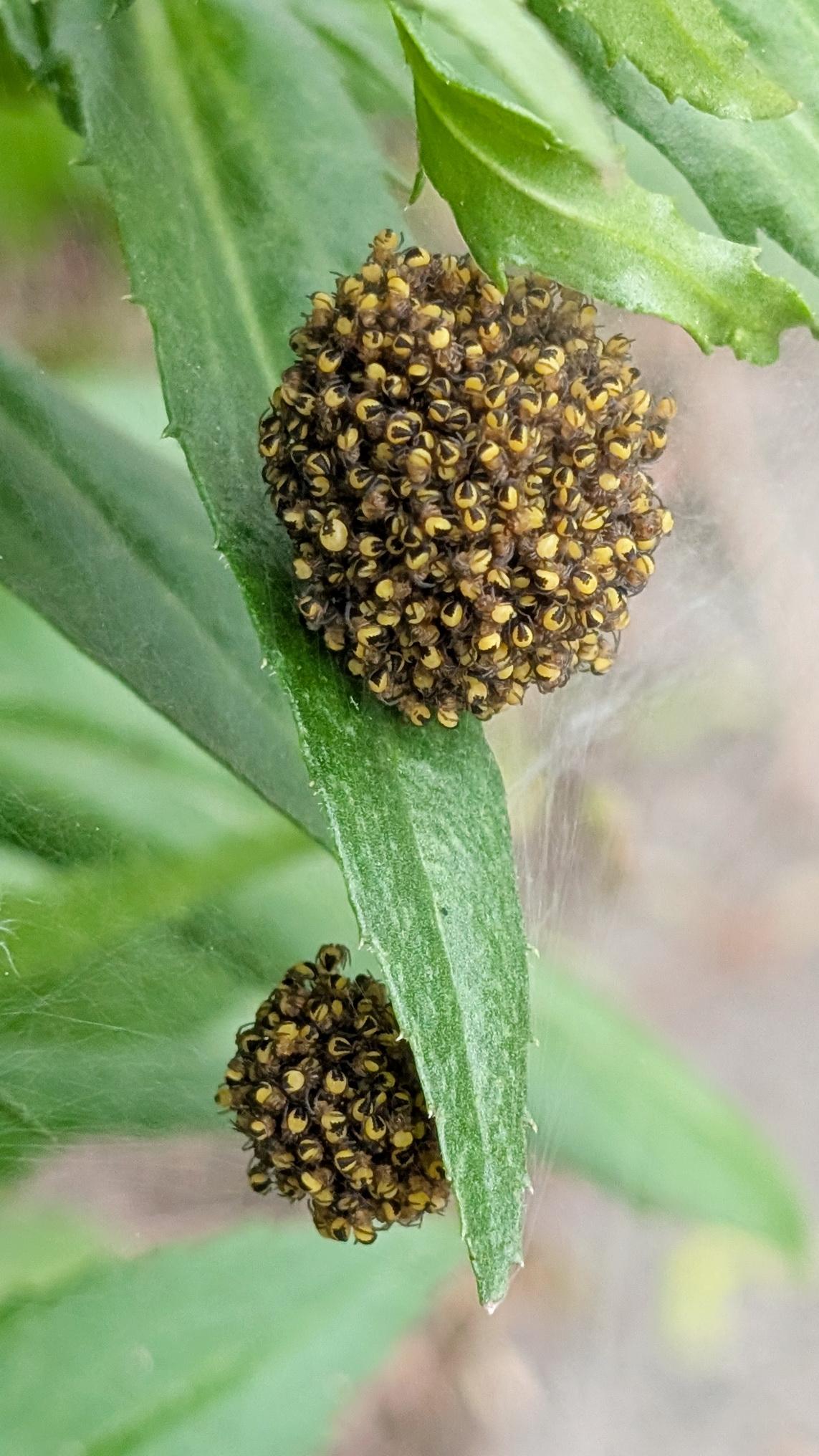 Cross Orbweaver spider babies