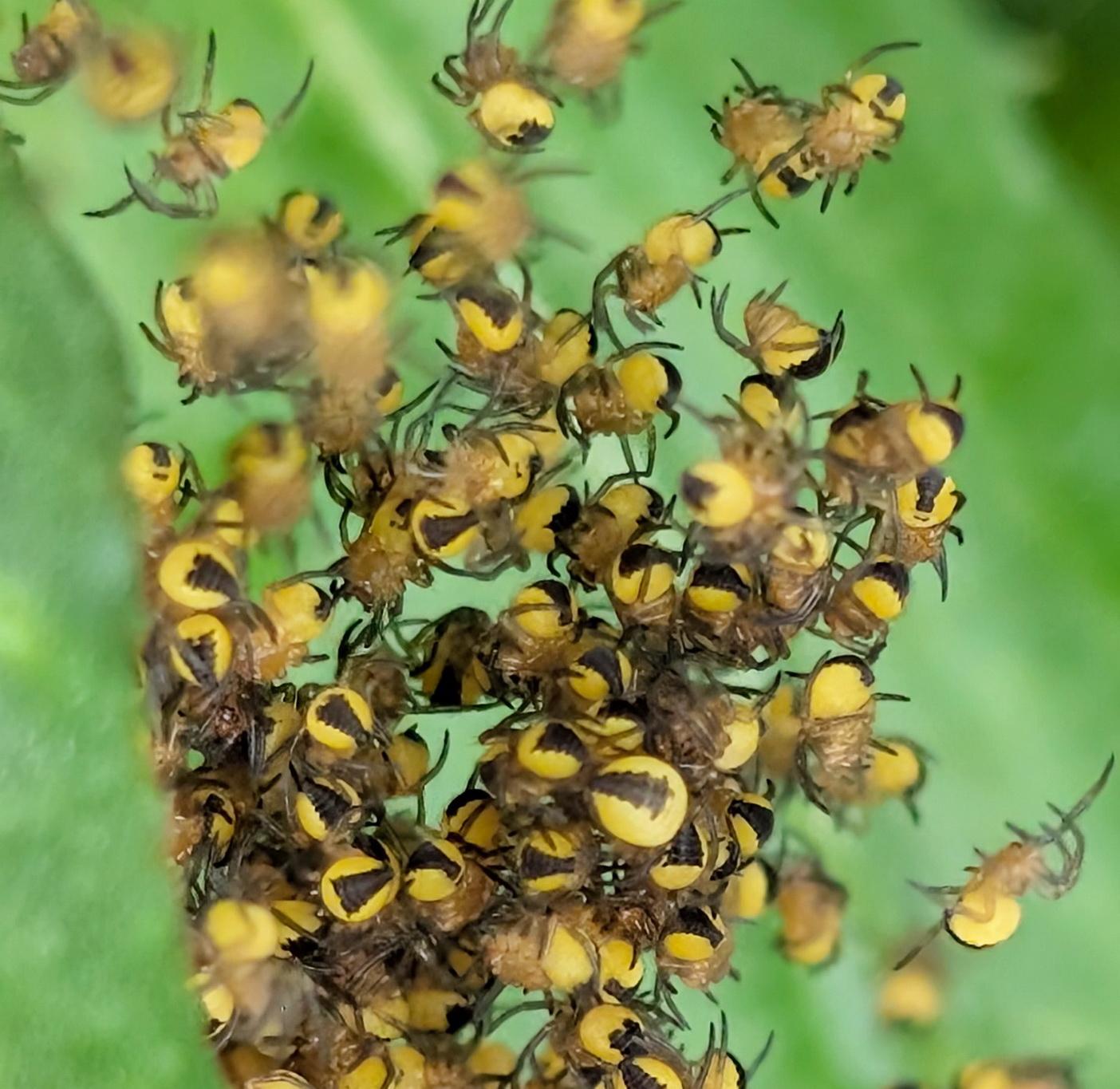 Cross Orbweaver spider babies