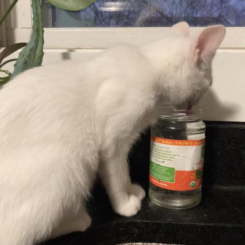 a white kitten on a countertop drinking water from a jar