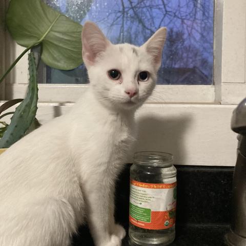 a white kitten on a countertop looking at us