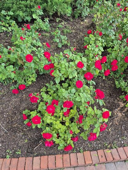 #Rugosa #roses, also known as beach roses, which are hardy, easy-care shrubs. They are known for their wrinkled leaves and fragrant flowers, which are followed by colorful hips in the fall.
