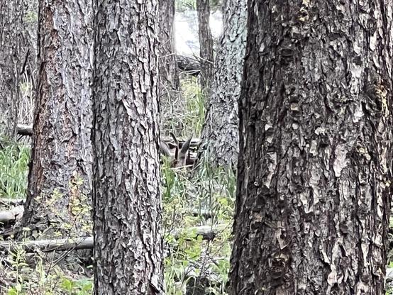 A mule deer laying down in the forest.  He is well camouflaged against the trees.