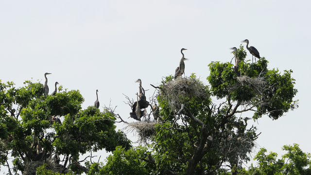 Photograph of treetops filled with at least a dozen herons at the heron rookery at Kensington Metropark in Milford, Michigan.