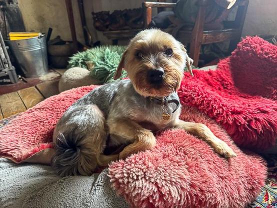 Ted, dog in bed