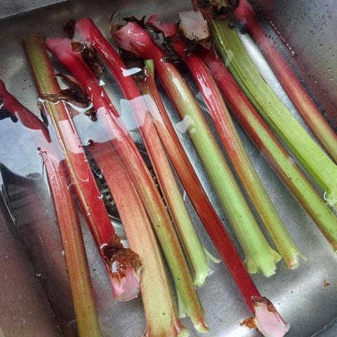 A sink of water with a dozen gorgeous red and green stalks of rhubarb from my garden!