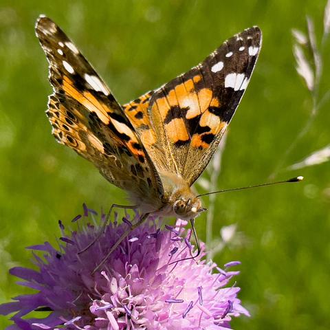 Distelfalter sitzt auf violetter Kornblume und trinkt mit dem Rüssel Nektar.
Die Flügel haben hell und dunkelbraune Flecken sowie weiße.