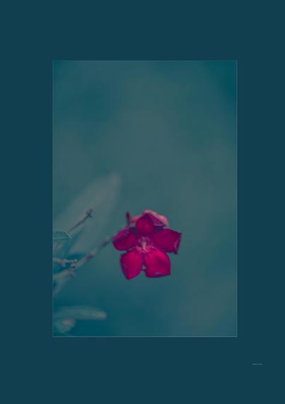 “ red flower out of focus on a muted green field — a delicate nod to creative softness.”