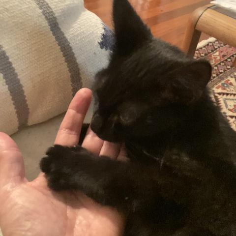 a baby black cat holds my hand