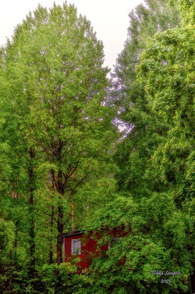 Red cottage hiding under big, green tree.