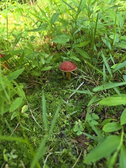 A tiny red-capped mushroom in a forest of green grass