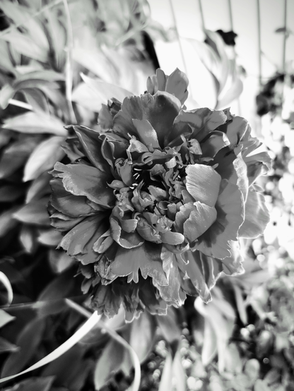 Black and white photography of a flower in full bloom.