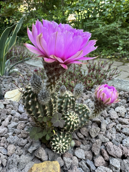 Purpurfarbene Kaktusblüte In Form einer Trompete. 