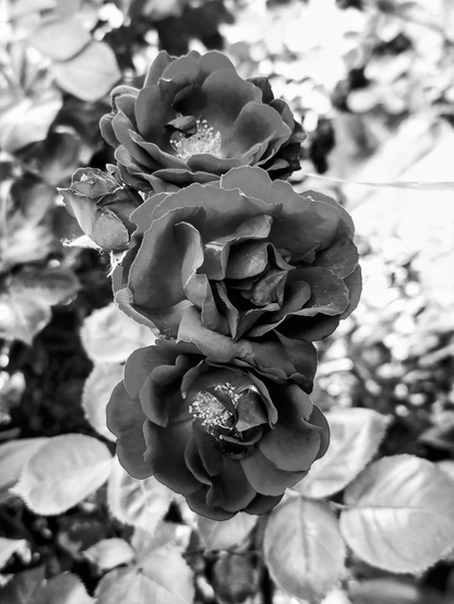 black and white photography of flowers in bloom