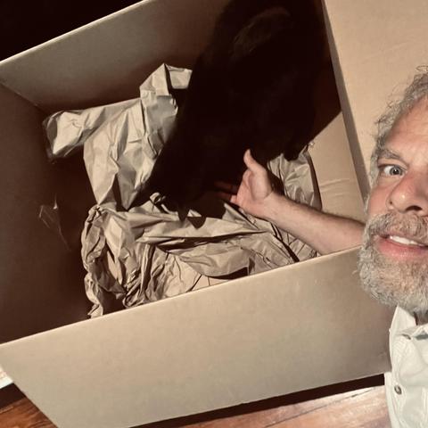 a black cat discovers the live hand inside a big box ... human is attached to hand