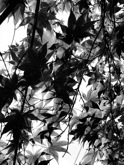 Black and white photography of a Japanese Maple tree.