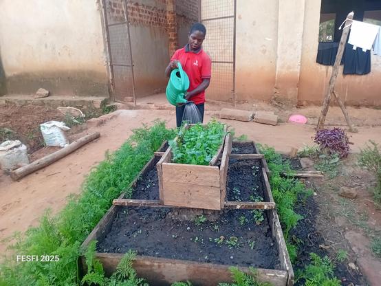 A young farmer watering vegetables. 