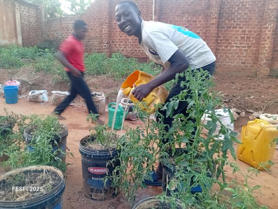 A young farmer watering the tomato plants. 