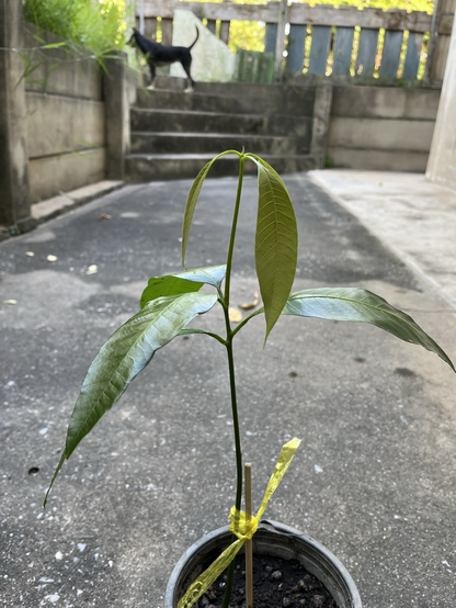 A mango tree showing off it’s new three leaves, background is cement walkway and stairs