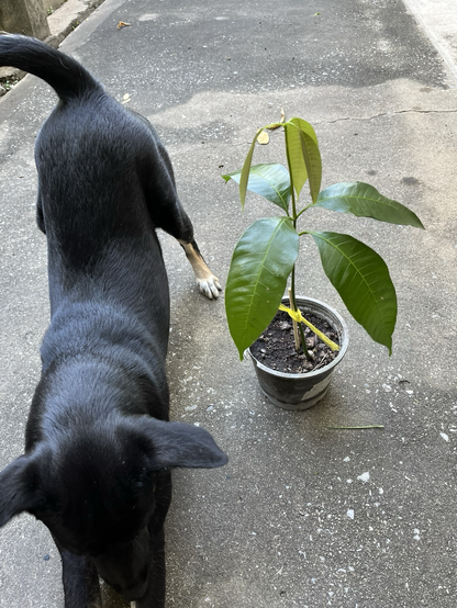 Olive, a black dog, stretches in the I Love You position next to our ever growing mango tree with 7 leaves