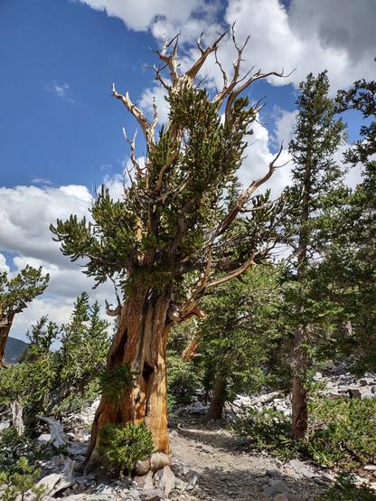 Weathered Bristlecone pine tree with knots in it's trunk, on rocky ground