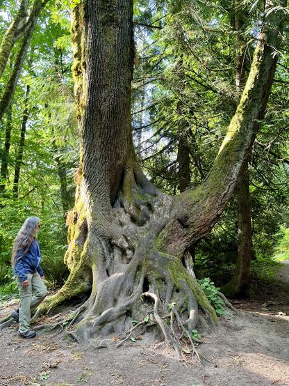 Hiker with long hair stops to look at the gnarled base of an old maple tree, roots twisting to the ground and two fat, mossy trunks rising skyward. It’s along a dirt trail in a verdant green forest.