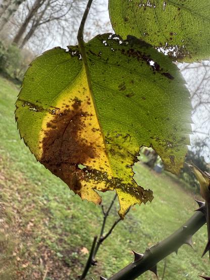 Leaf starting to decay turning yellow 