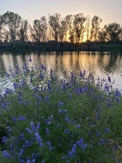 Otra foto del atardecer en el río. En esta orilla se ven muchas flores de colores morados y al otro lado la silueta de bastantes árboles altos. Las aguas, muy tranquilas porque no hacía apenas viento, tienen destellos dorados. Aquí ya no se ve el sol en el horizonte 