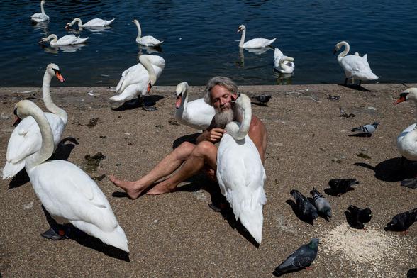 Anders Fernstedt relaxes with swans.