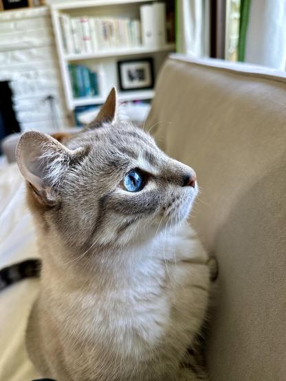 Doots, a one-eyed Lynx Point Siamese cat, sitting on a grey sofa, facing the back, as he looks out the window. He looks pensive. 