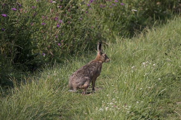A hare (Lepus europaeus) sitting on a grassy path.
