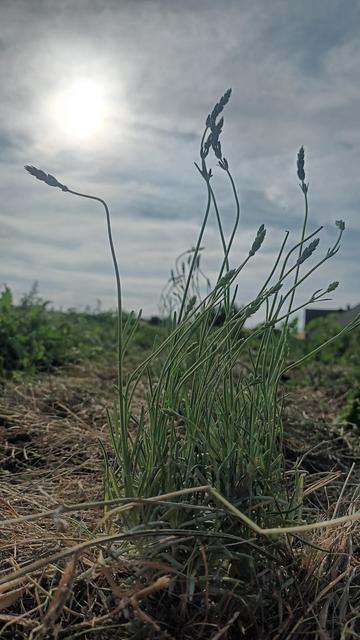 Eine Lavendelpflanze auf einem Feld. Drumherum liegt Heumulch. Hinter den Blüten ist Himmel zu sehen.
