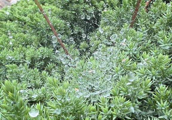 a tiny spider web in an evergreen bush, loaded with raindrops