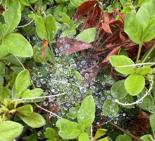 a tiny spider web loaded with raindrops