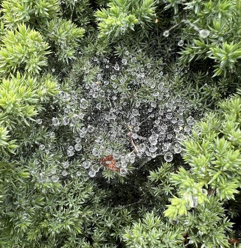 a tiny spider web in an evergreen bush, loaded with raindrops