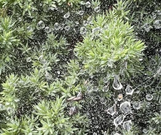 a tiny spider web in an evergreen bush, loaded with raindrops. even the thinnest tendril of the web has minute drops attached to it