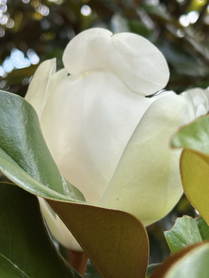 Magnolia blossom, closed