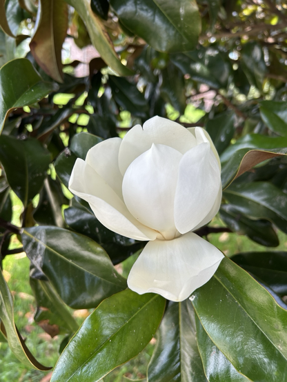 Magnolia blossom, partially open