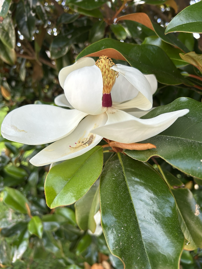 Magnolia blossom, mostly open with a visiting hover fly