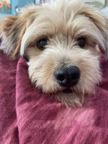 Closeup of the head of a little golden dog with head resting on a deep-rose coloured cloth. He is looking at the camera. 