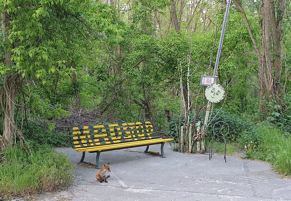 Ein Fuchs sitzt vor einer Sitzbank und wartet.