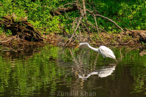 Great Egret hunting for fish in a wetland pond.