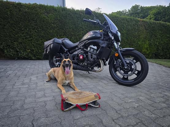 Malinois