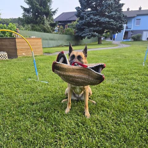 Malinois