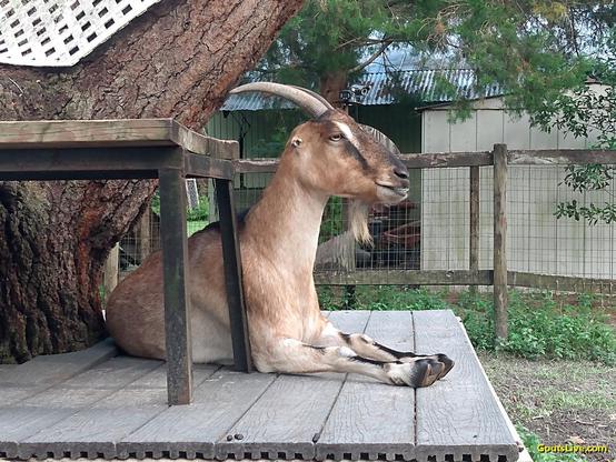 A tan goat with black and white markings, horns, and very tiny ears is laying on her belly, her front legs outstretched. She is laying on a composite deck that surrounds an old oak tree.